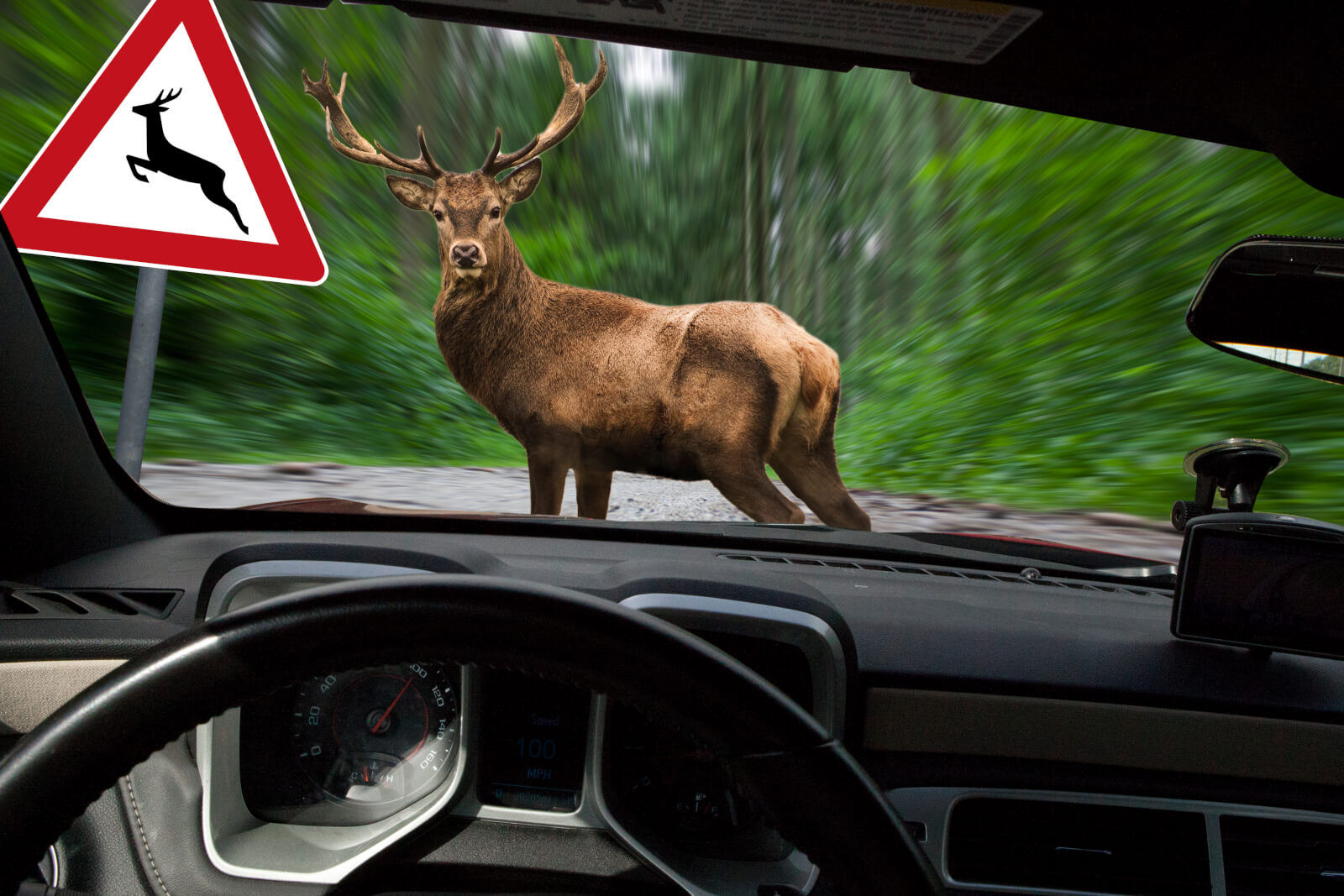 ロードキル 車で動物を轢いたときの対処法 法律 罰金や保険について Ancar Channel